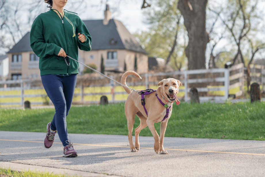 dog walking as a summer side hustle